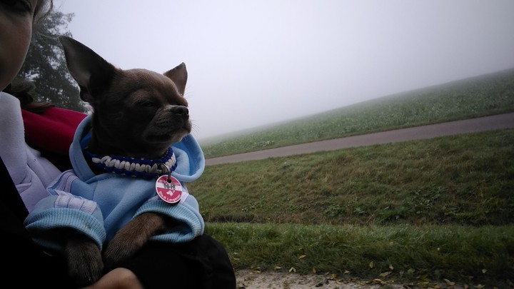 hundechsule nebel