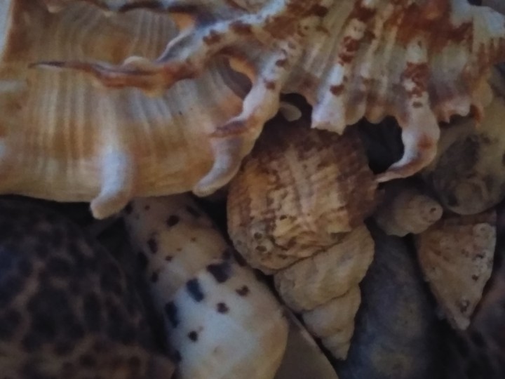 Sea shell