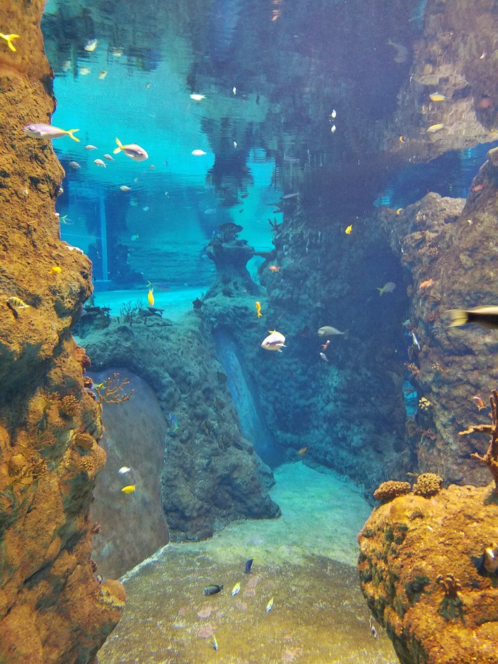 Ocean
