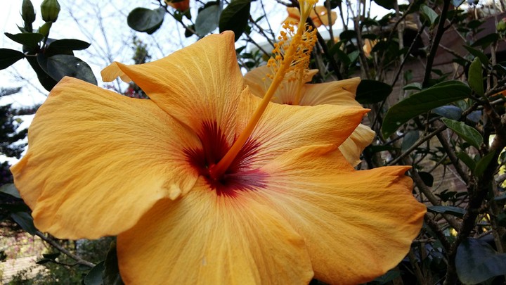 Flower