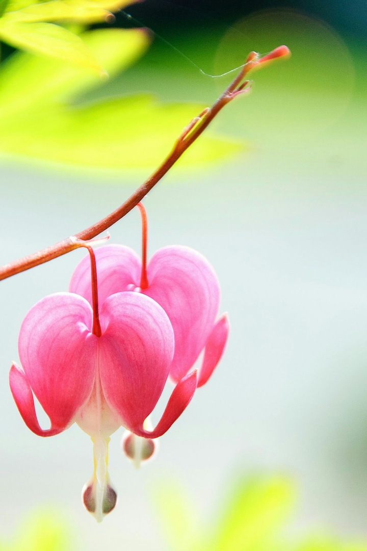 Flower's
