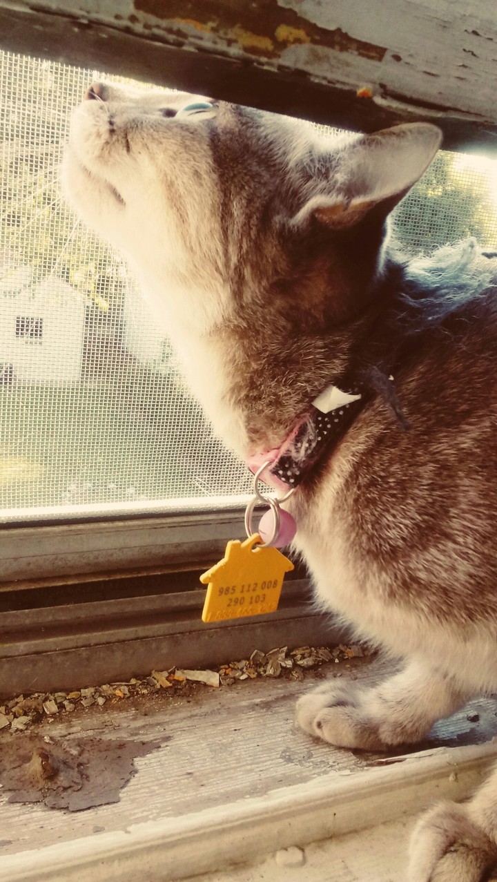 kitty