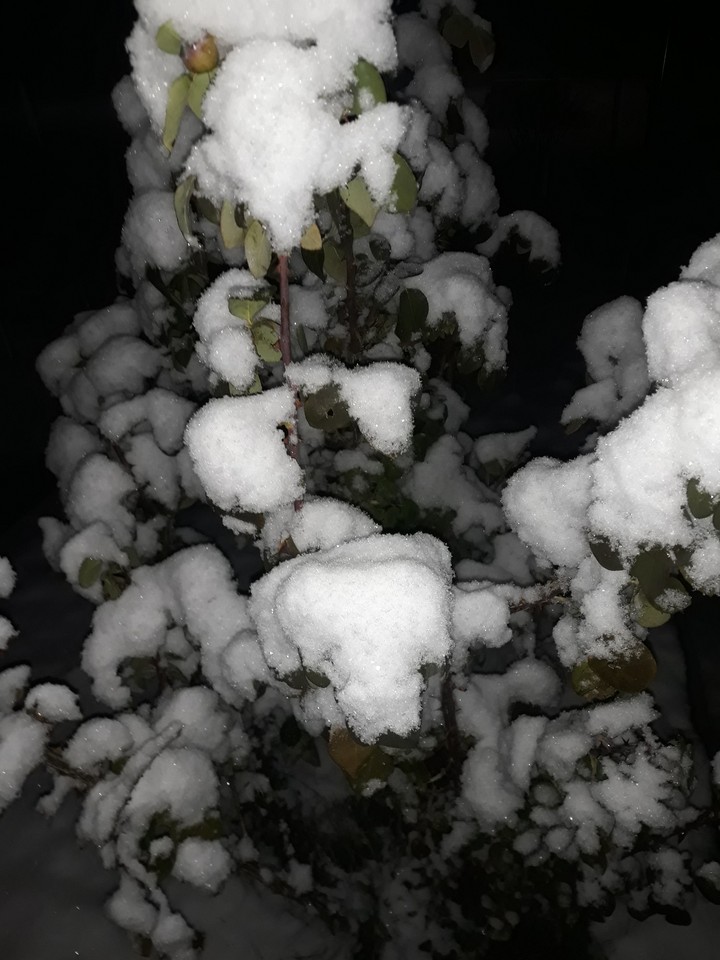 ❄☃⛄