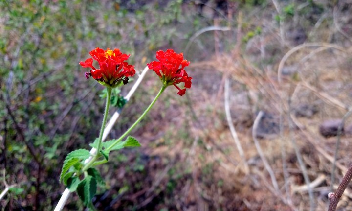 PLANTA DE FLORES ROJAS, SAN LORENZO, GRO.