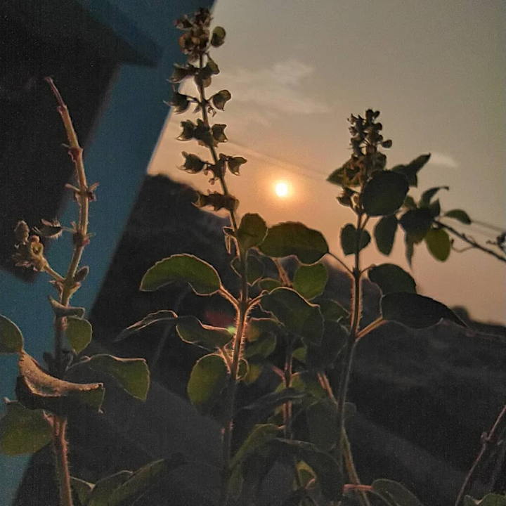 Plant