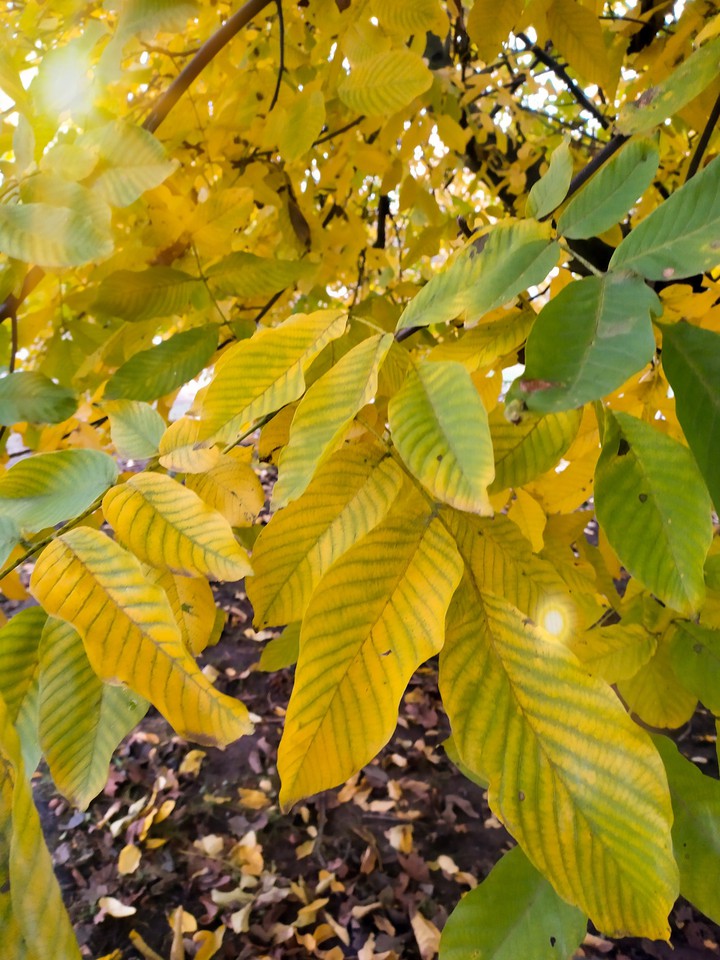 golden autumn