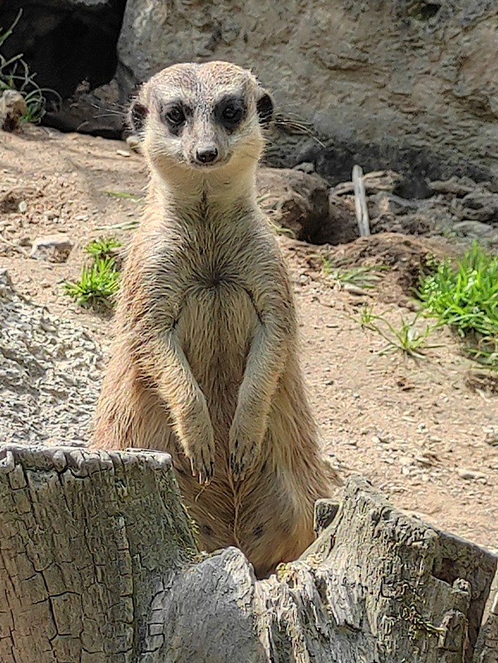 Putziger kleiner Kerl im Tierpark