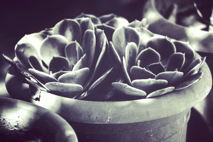 Peace Of Herb 