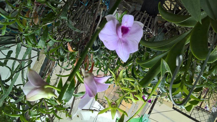 Orchids