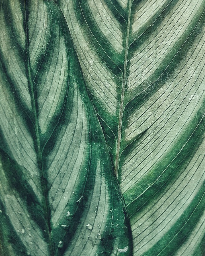 #nature #green