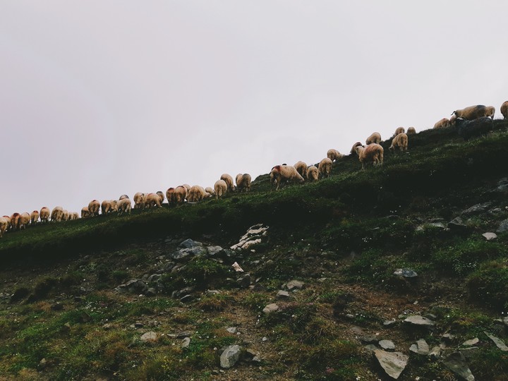 Sheeps