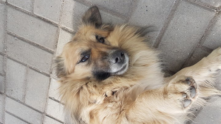 dog