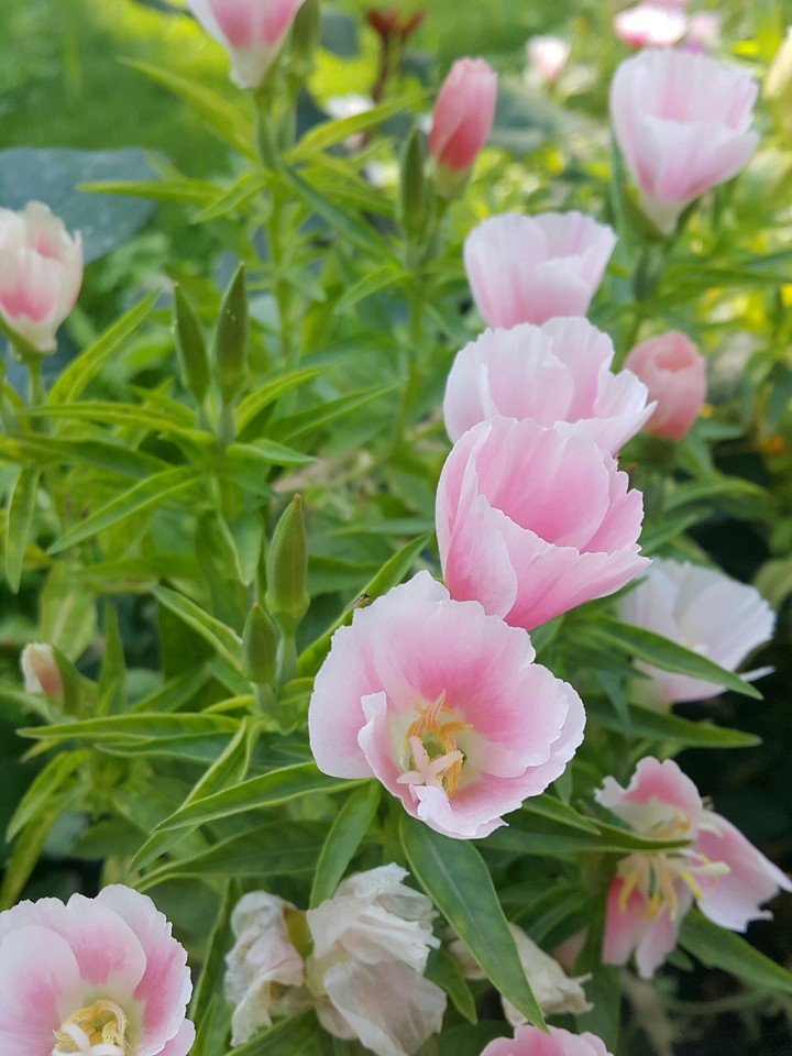 Flowers in my garden