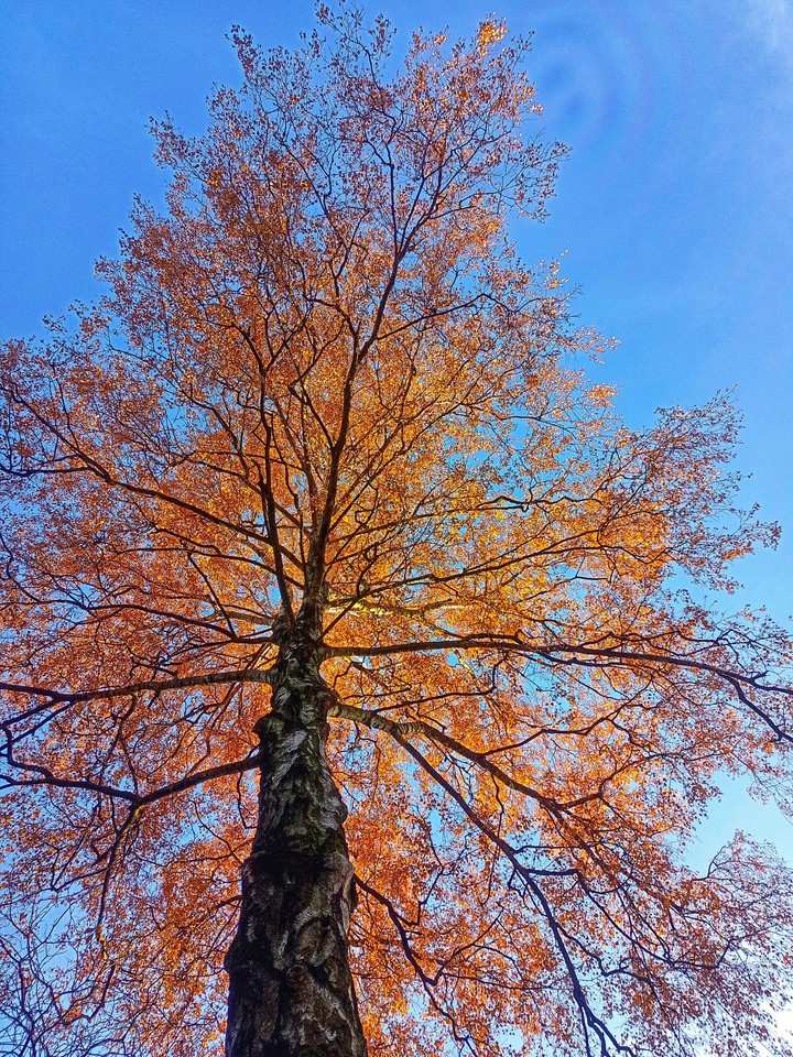 birch in autumn dress
