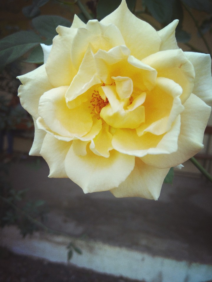 off White Rose