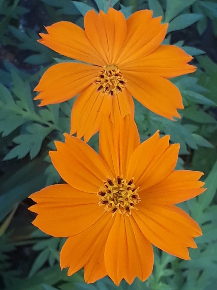 Flores Alaranjadas