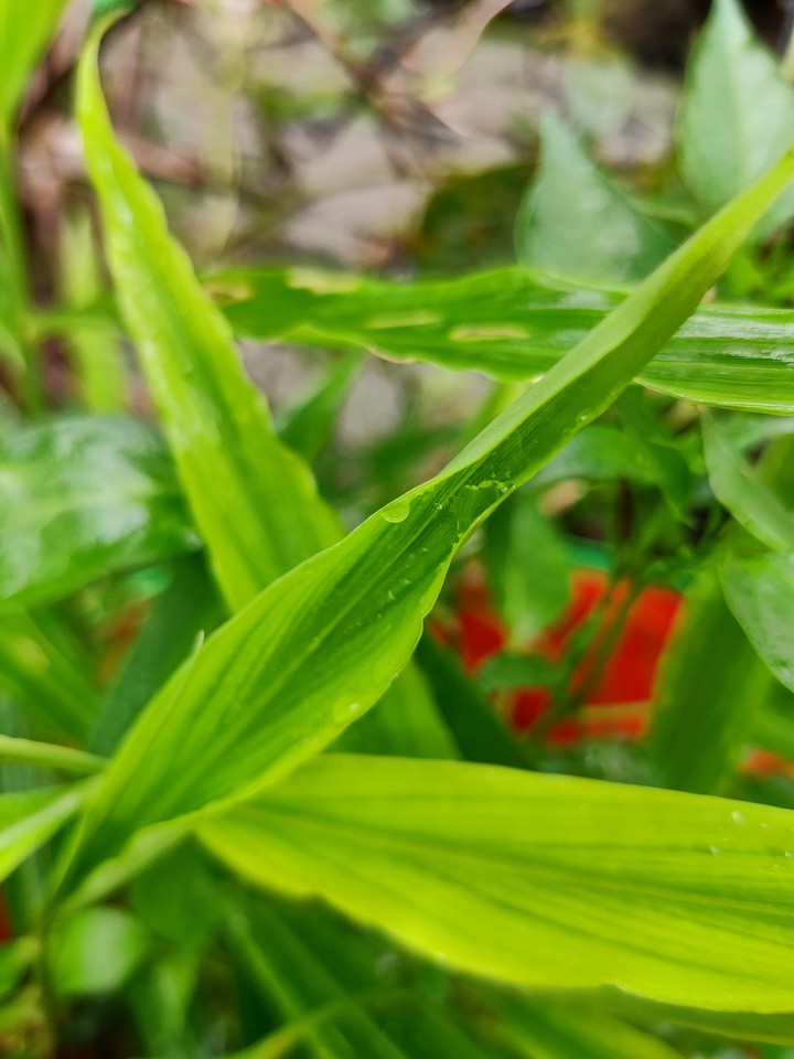 GREEN LEAF