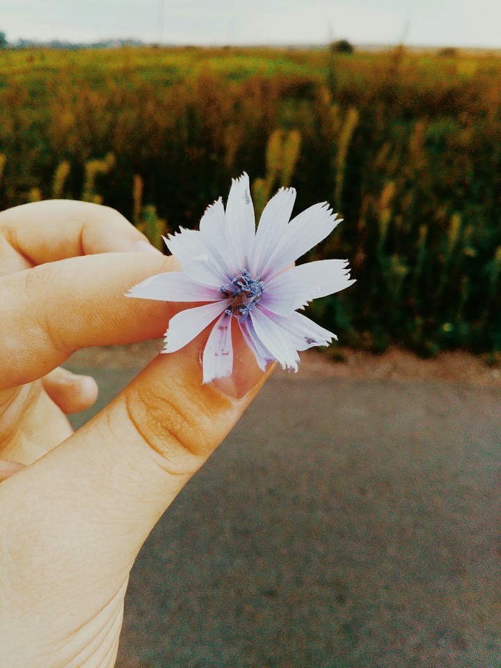 краса