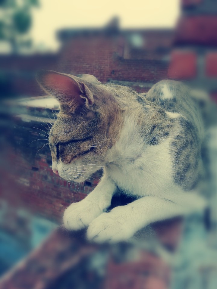 lovely cat