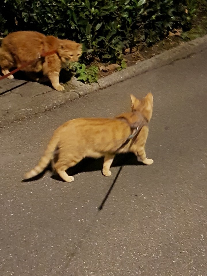cats beautiful
