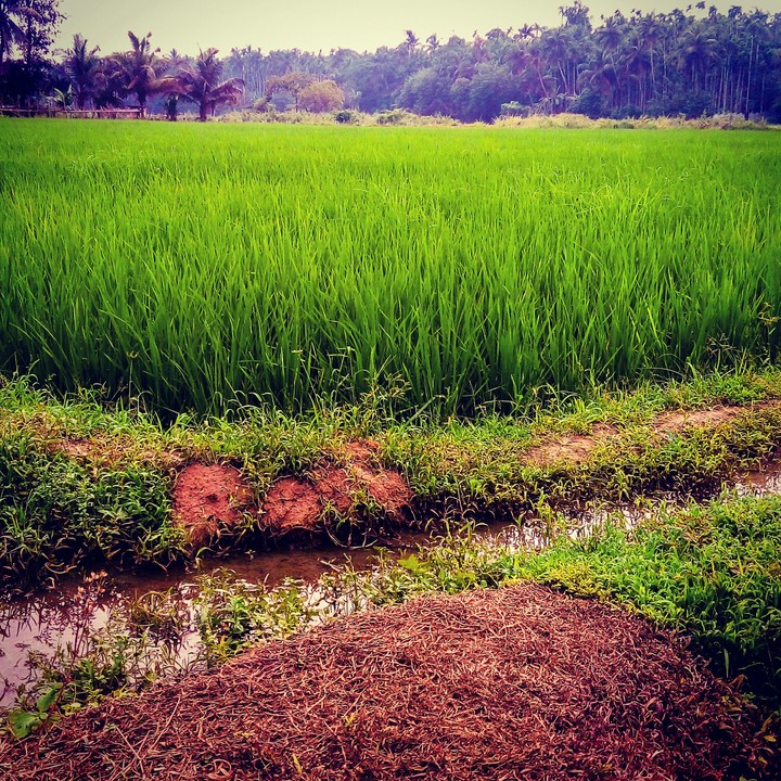 farm