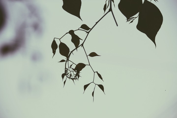 growth is beutyfull