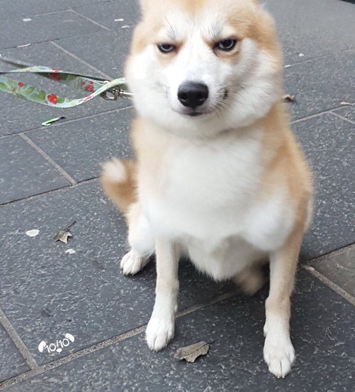 Dog..