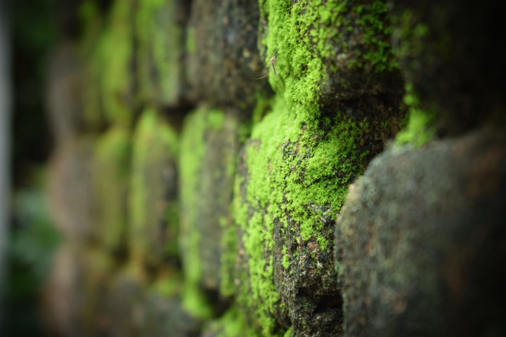 bricks wallpaper