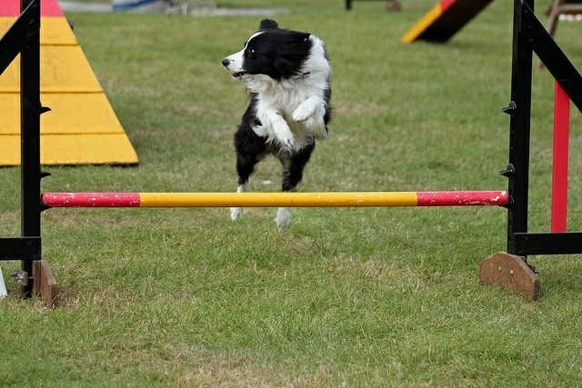 The Border Collie Because There Is No Better Dog