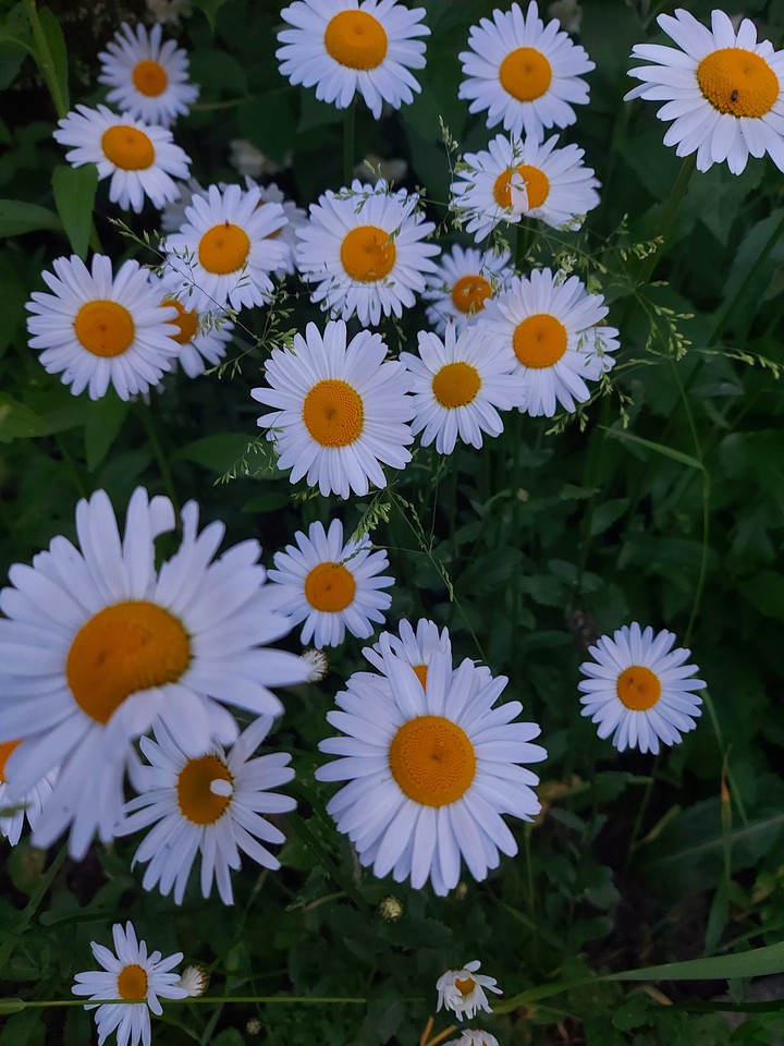 white daisy
