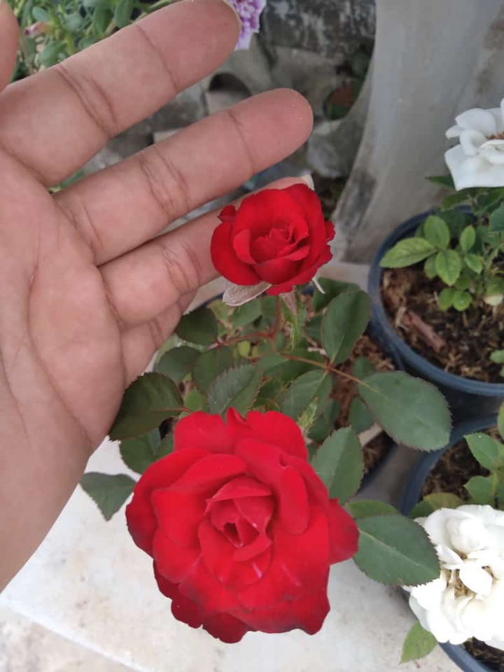 flor  ???