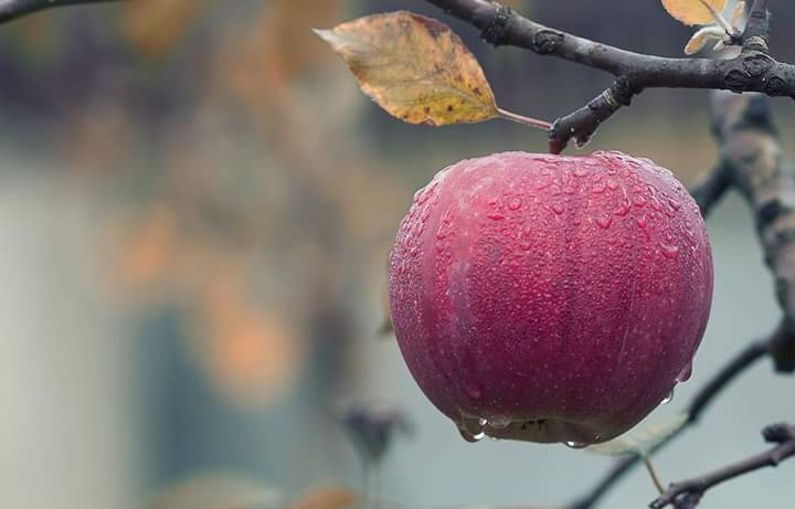 elma