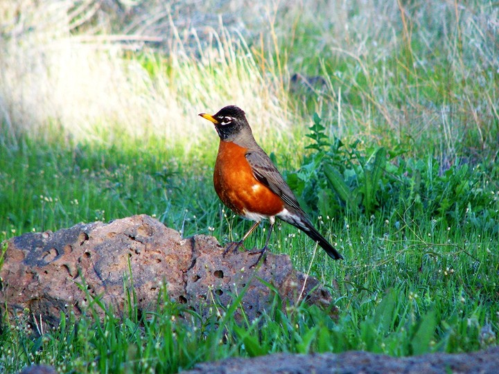 Robin
