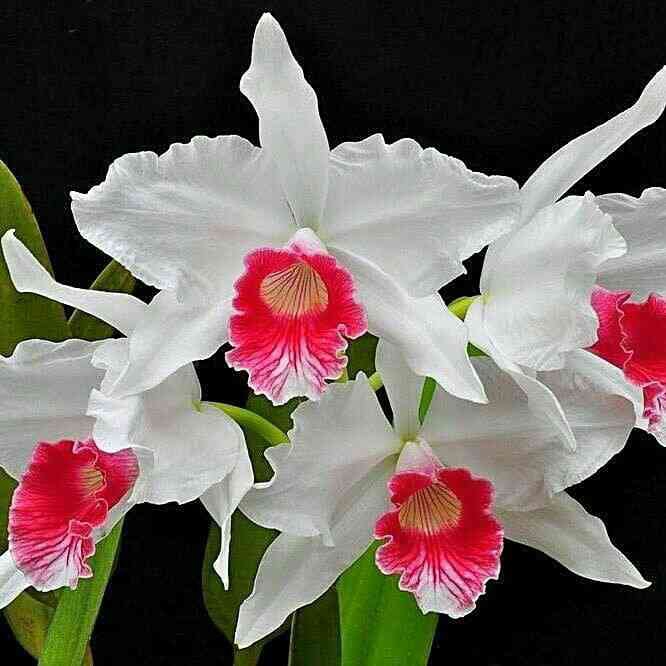 White flower on background black.