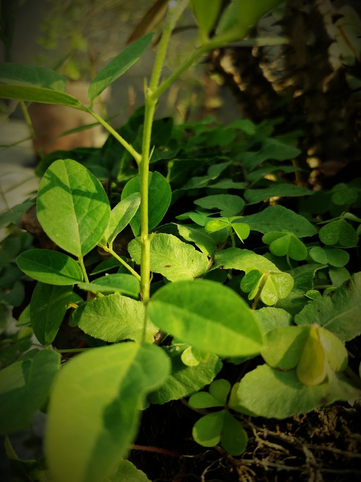 leaf