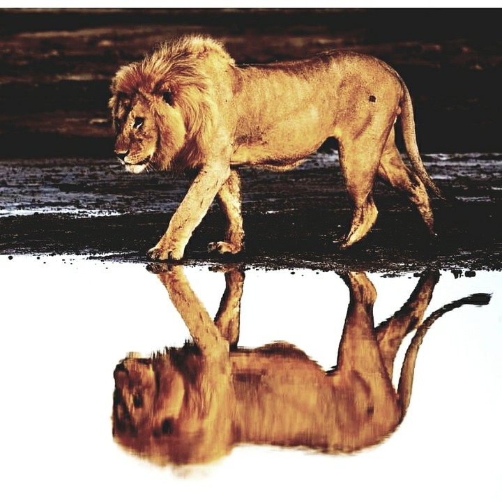 The lion  king