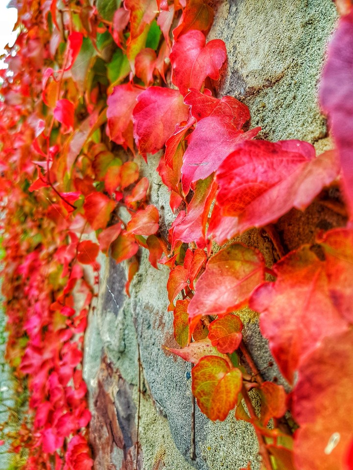See you dear Autumn.