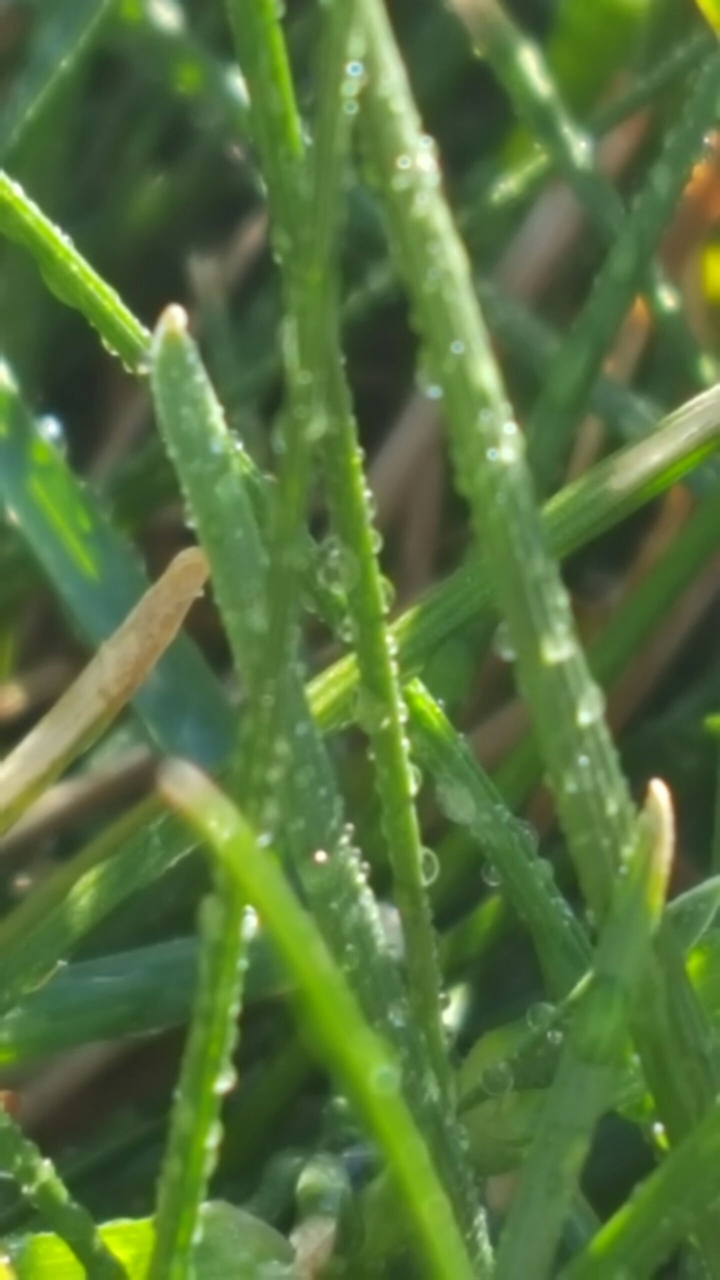 drops
