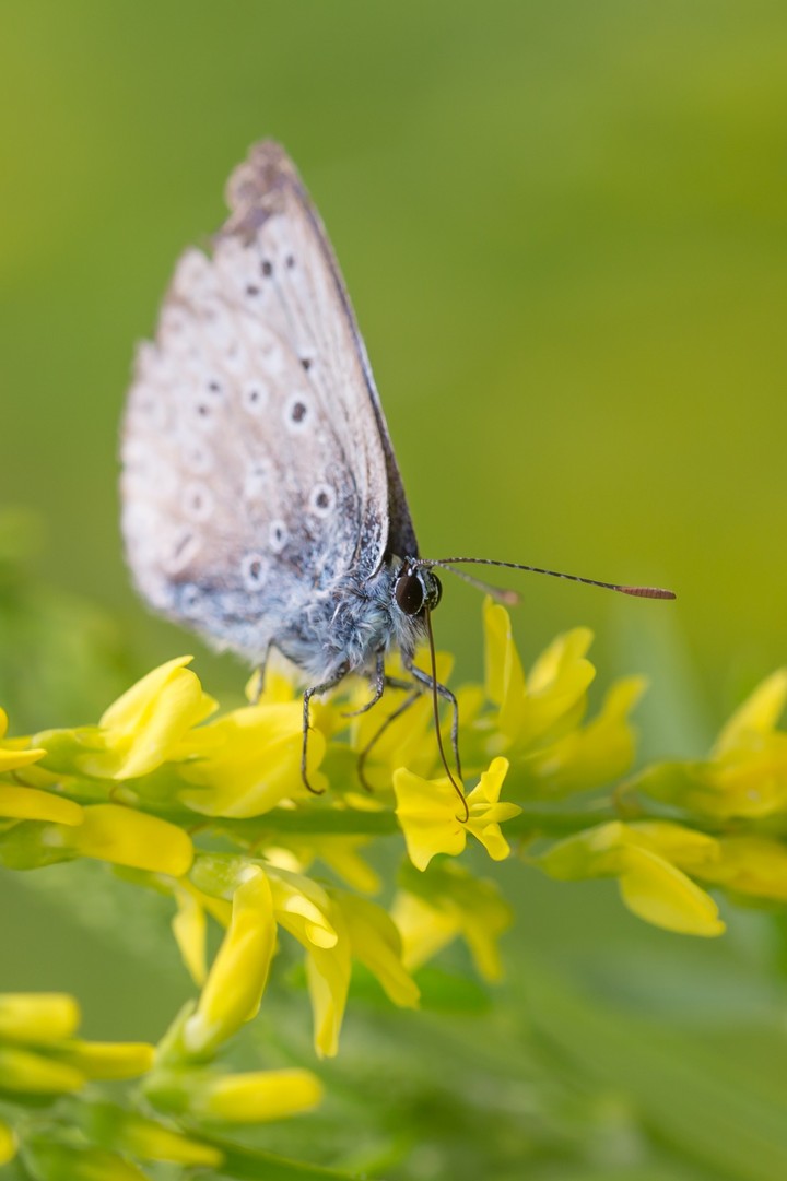 Sweetclover