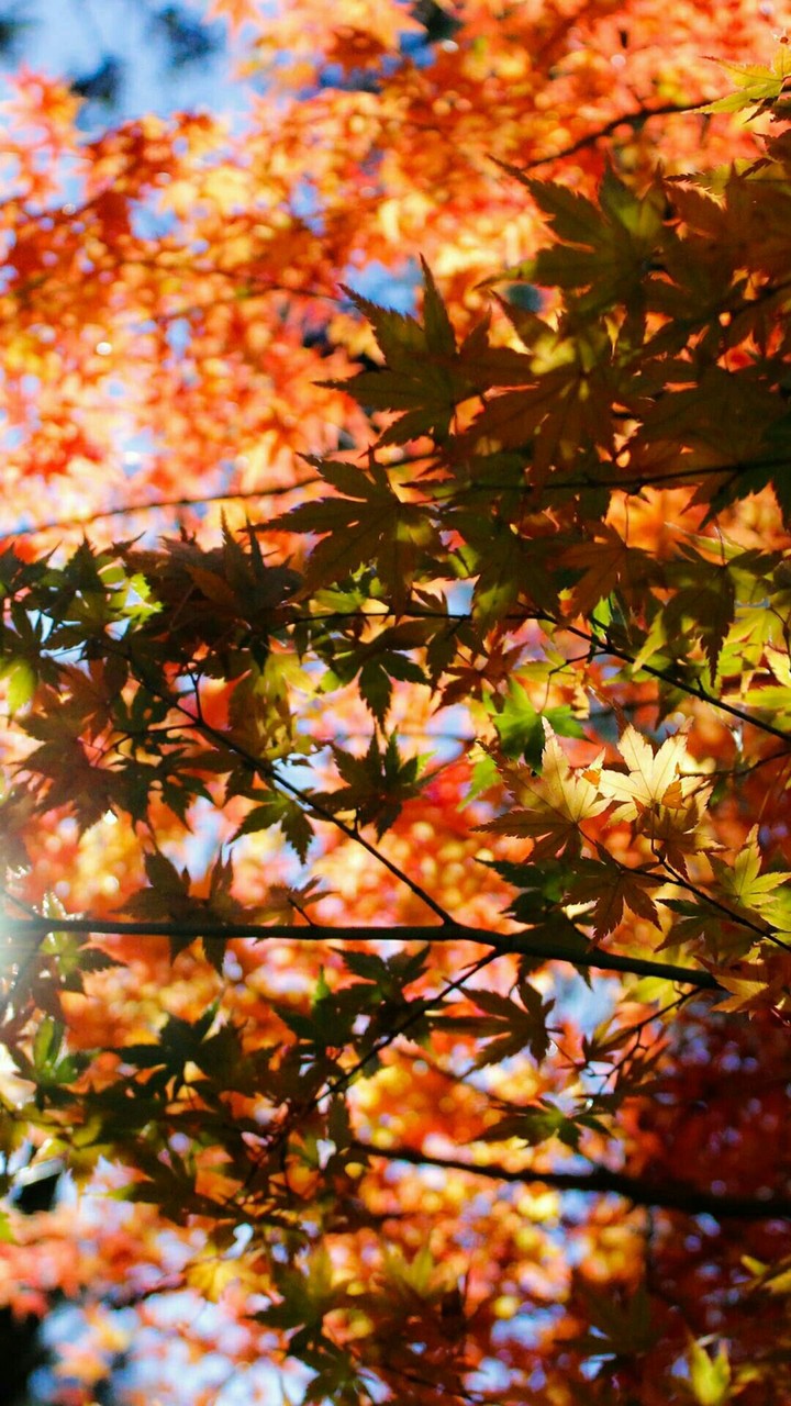 Hoja se otoño