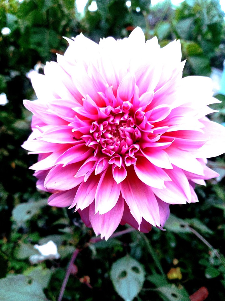 Dalia ❤️