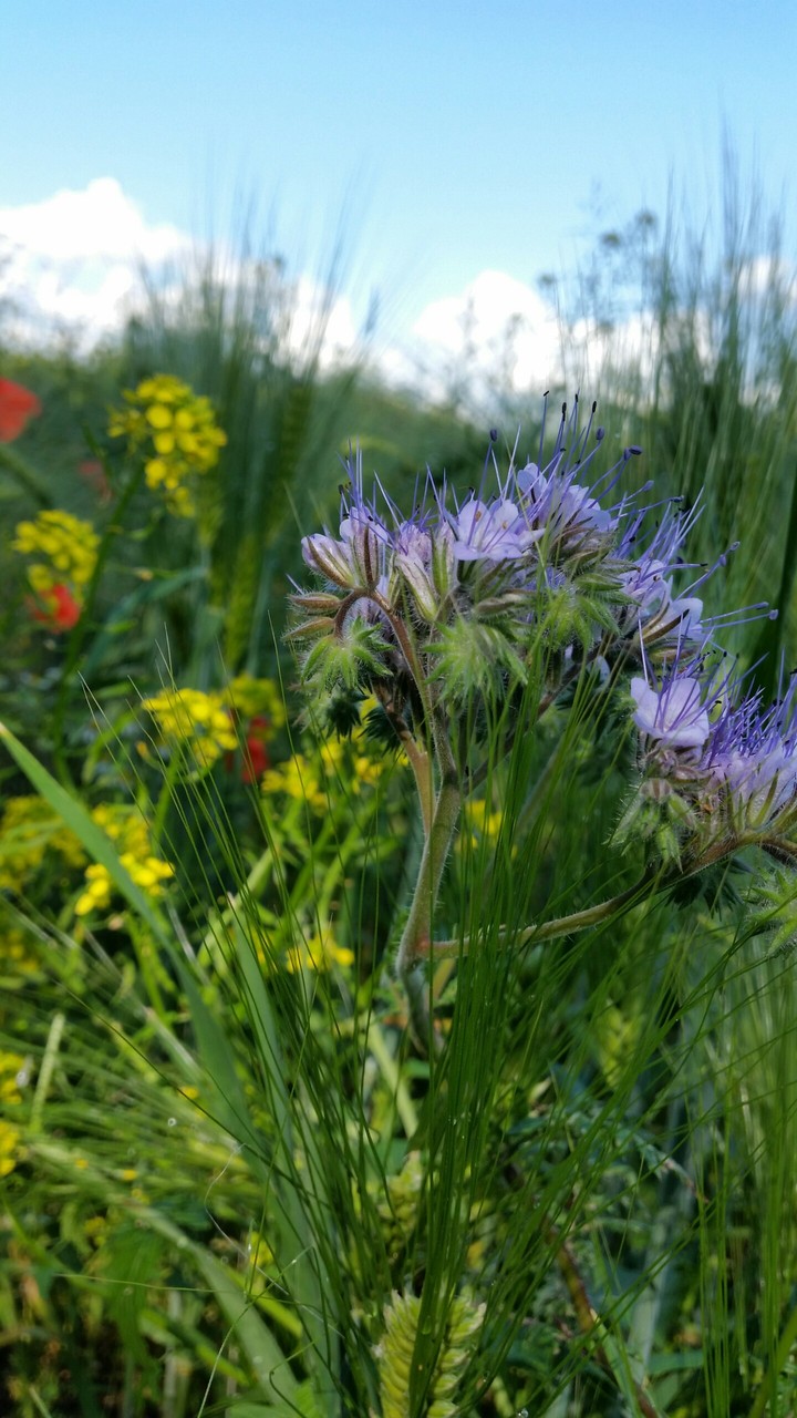 Flower closeup