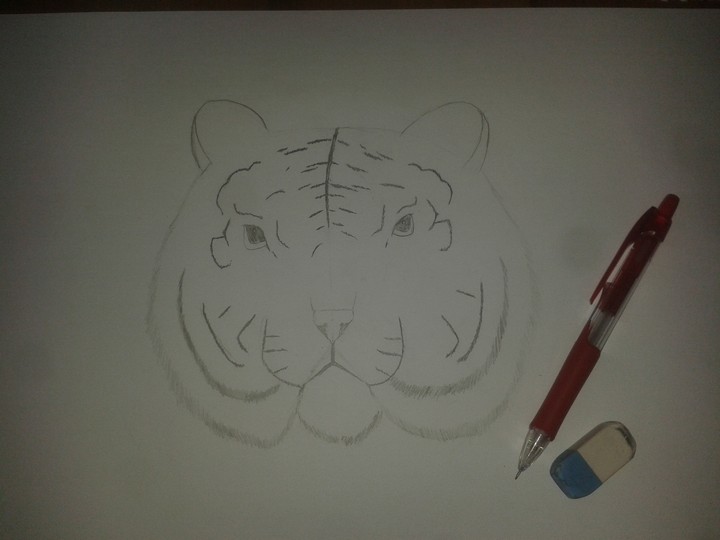 drawed tiger
