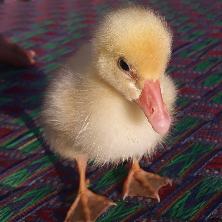 baby duck