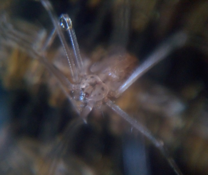 spider