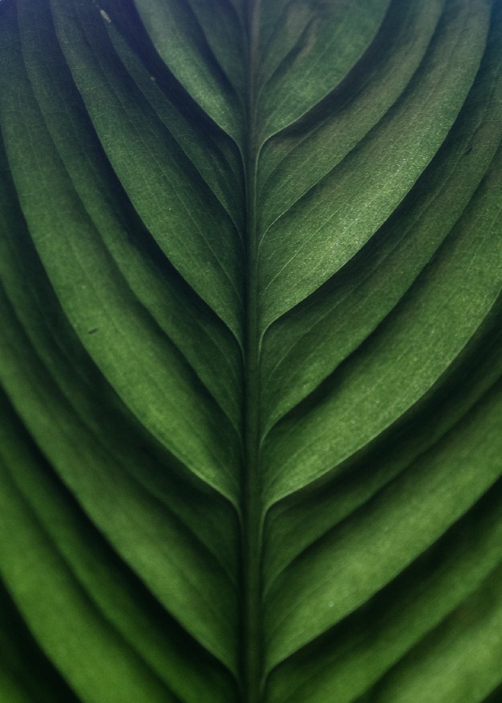 leaf