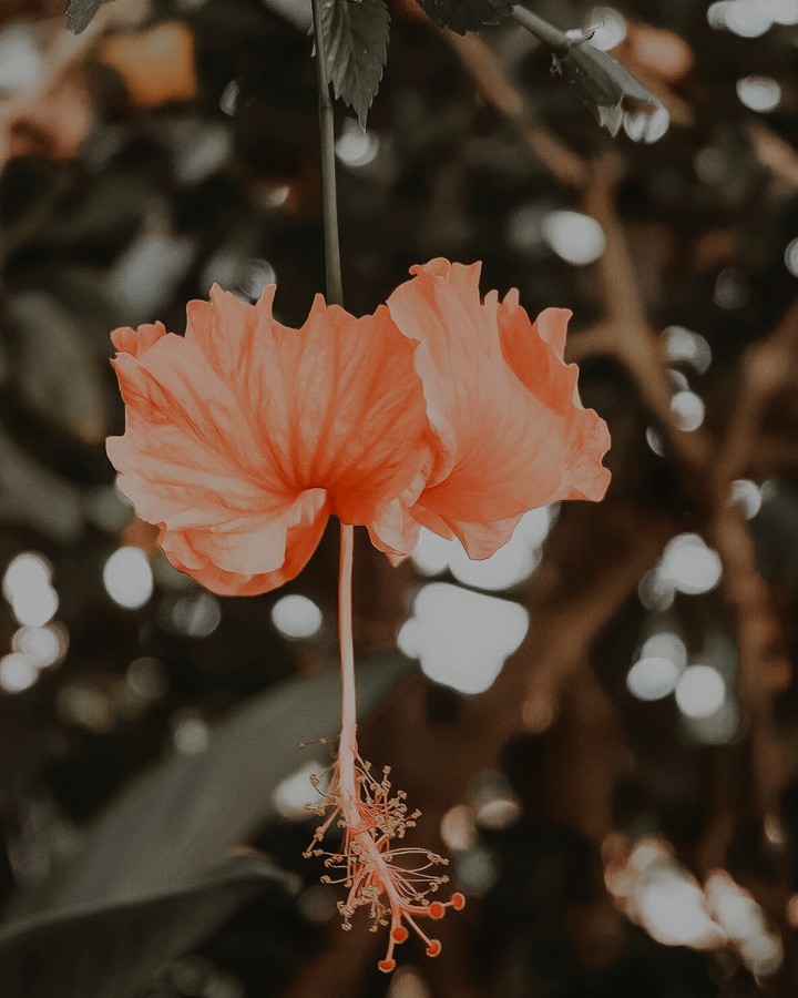 Hibiscus rosa sinensis