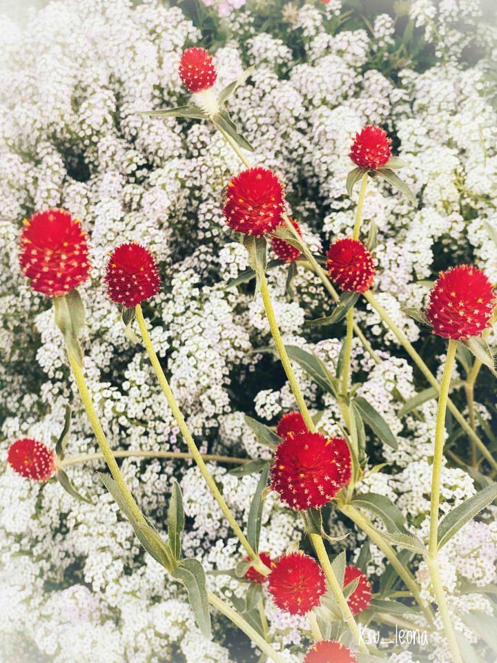 red on white