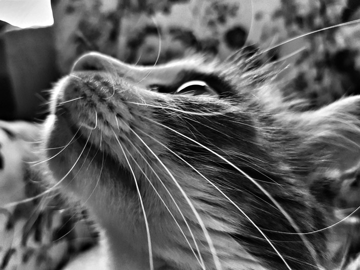 Lyli the cat