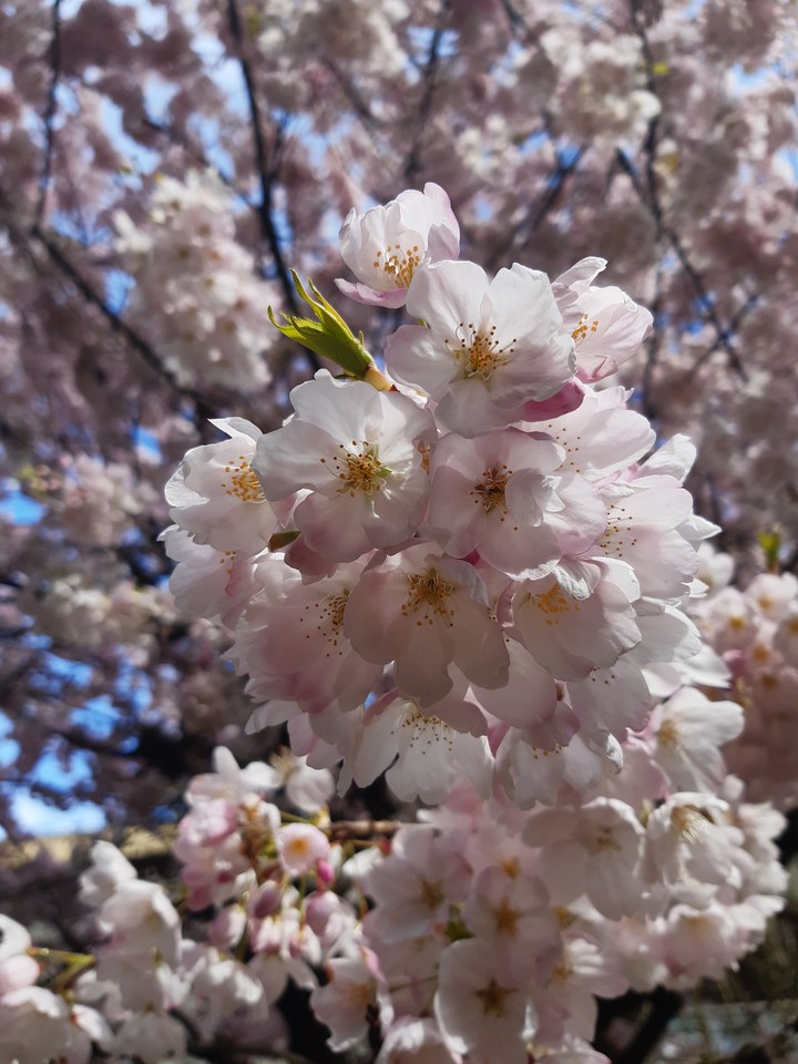 cherryblossom